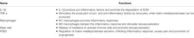 The Functions and Mechanisms of Basic Fibroblast Growth Factor in Tendon Repair